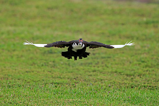 The Duck