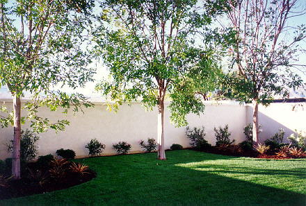 Mikie's Fun House - back yard